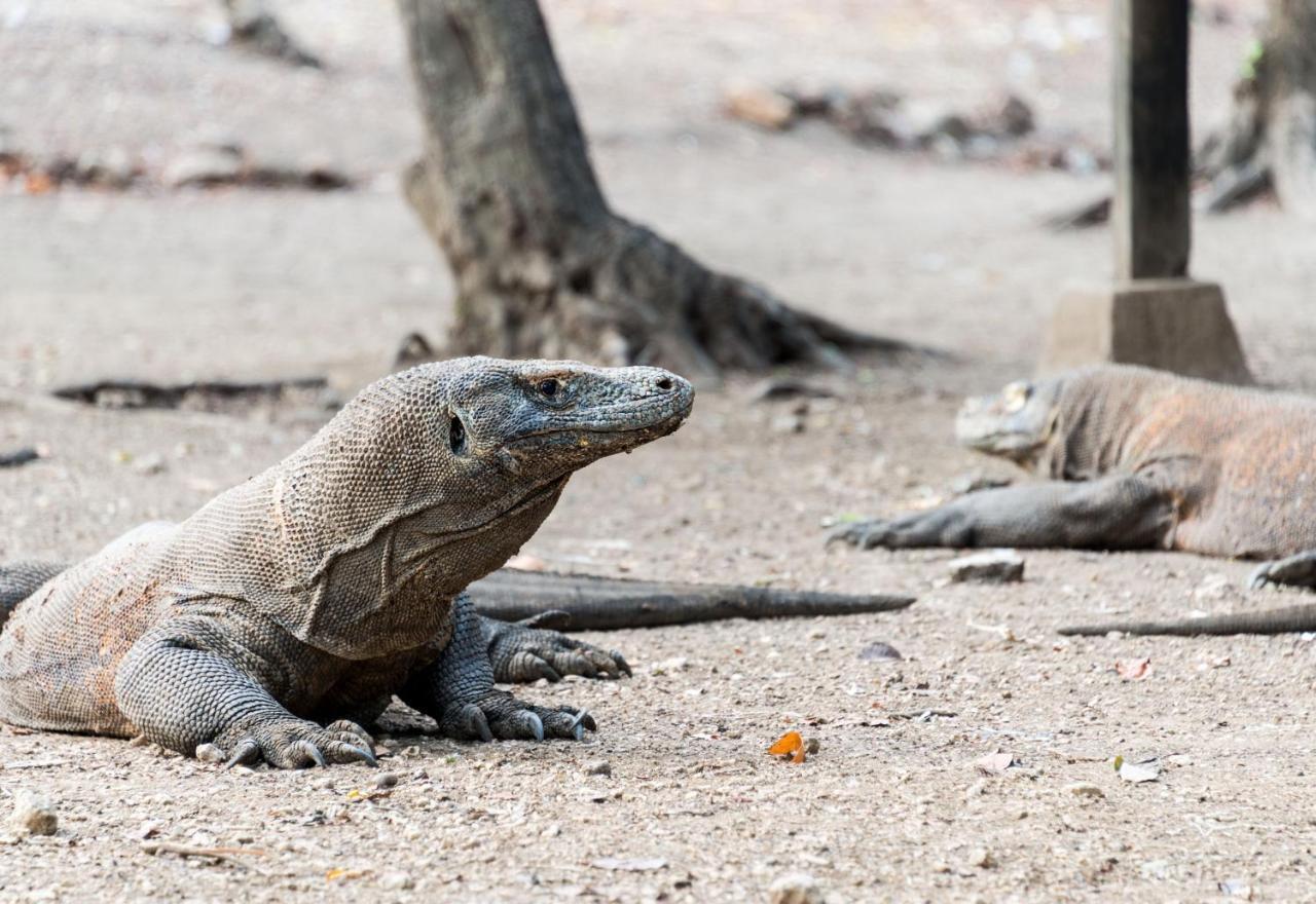 Ayana Komodo Waecicu Beach Labuan Bajo Eksteriør bilde